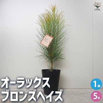 Amazon.co.jp: ITANSE オーラックス ブロンズヘイズ 5号 1